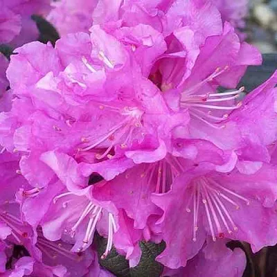 Рододендрон П.Ж.М. ЭЛИТ  Рододендрон П.Ж.М. ЭЛИТ в Красноярске