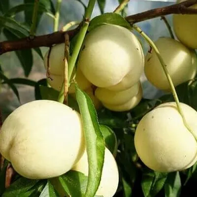 Персик АЙС ПИЧ  Персик АЙС ПИЧ в Красноярске