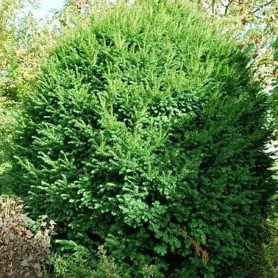 Тис РЕПАНДЕНС ягодный  Тис РЕПАНДЕНС ягодный в Красноярске