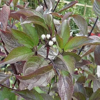 Дерен КЕССЕЛЬРИНГИ  Дерен КЕССЕЛЬРИНГИ в Красноярске