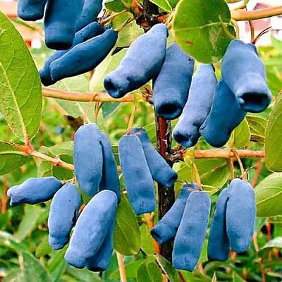 Жимолость съедобная НИМФА (ГАММА)  Жимолость съедобная НИМФА (ГАММА) в Красноярске