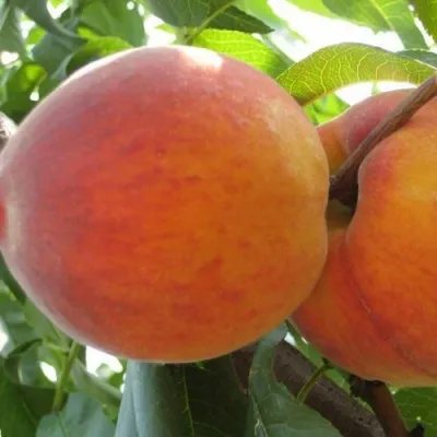 Персик СОЧНЫЙ — описание сорта Персик СОЧНЫЙ в Красноярске