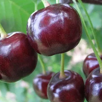 Дюк ФАКЕЛ  Дюк ФАКЕЛ в Красноярске