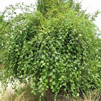 Береза САММЕР КАСКАД черная  Береза САММЕР КАСКАД черная в Красноярске