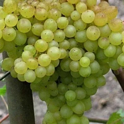 Виноград КИШМИШ 342  Виноград КИШМИШ 342 в Красноярске