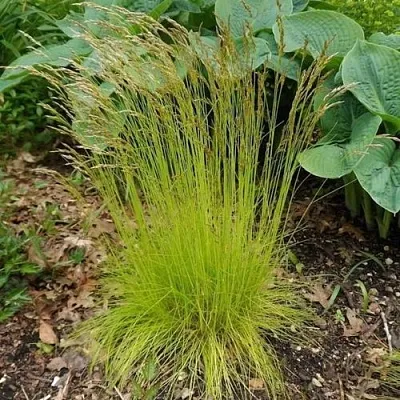 Щучка ТАТРА ГОЛД извилистая  Щучка ТАТРА ГОЛД извилистая в Красноярске