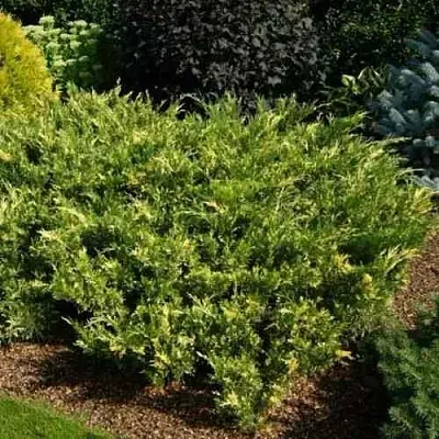 Можжевельник ВАРИЕГАТА казацкий  Можжевельник ВАРИЕГАТА казацкий в Красноярске