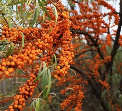 Облепиха СЕРАФИМА в Красноярске