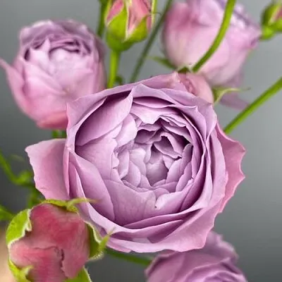 Саженцы роз ЛАВЕНДЕР БАБЛС спрей  Саженцы роз ЛАВЕНДЕР БАБЛС спрей в Красноярске