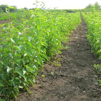 Подвой черешни ДИКАЯ ЧЕРЕШНЯ  Подвой черешни ДИКАЯ ЧЕРЕШНЯ в Красноярске