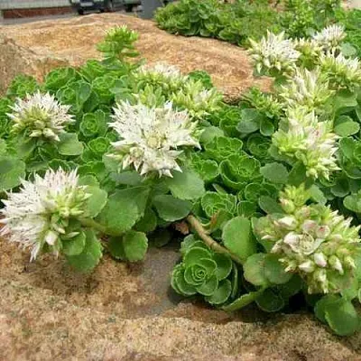 Очиток (седум) АЛЬБУМ ложный  Очиток (седум) АЛЬБУМ ложный в Красноярске