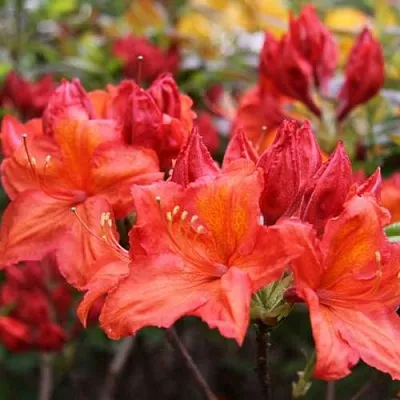 Азалия ЛИЛИНШТЕЙН японская  Азалия ЛИЛИНШТЕЙН японская в Красноярске