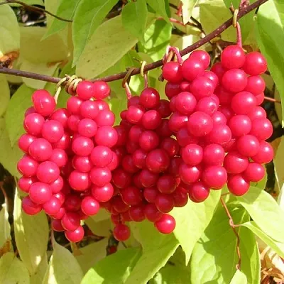 Лимонник  Лимонник в Красноярске