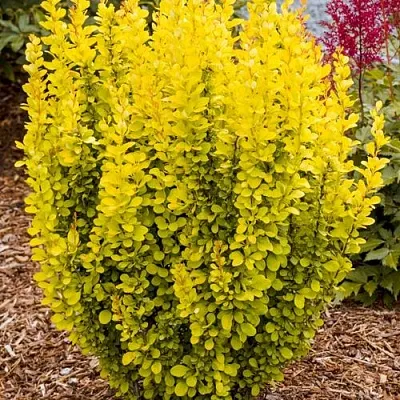 Барбарис ГОЛДЕН ТОРЧ тунберга  Барбарис ГОЛДЕН ТОРЧ тунберга в Красноярске