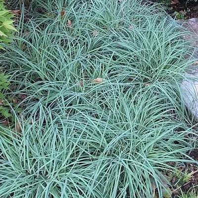 Осока БЛЮ ЗИНГЕР  Осока БЛЮ ЗИНГЕР в Красноярске