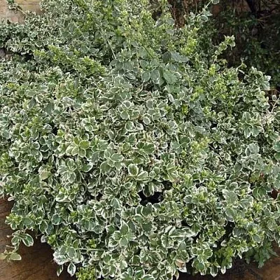 Бересклет ЭМЕРАЛЬД ГАИТИ форчуна  Бересклет ЭМЕРАЛЬД ГАИТИ форчуна в Красноярске