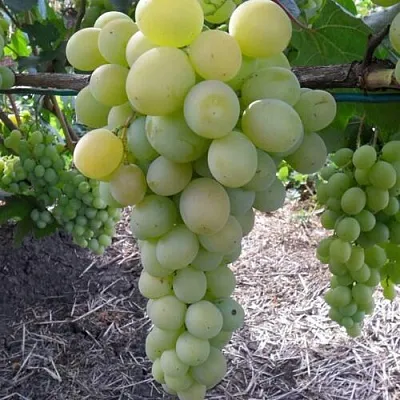 Виноград ФРУМОАСА АЛБЭ в Красноярске