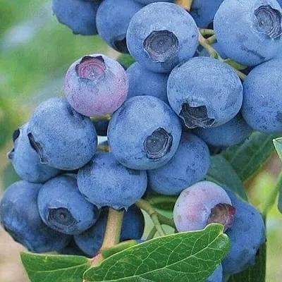 Голубика ЭРЛИБЛЮ  Голубика ЭРЛИБЛЮ в Красноярске