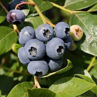 Голубика ШАНТЕКЛЕР  Голубика ШАНТЕКЛЕР в Красноярске