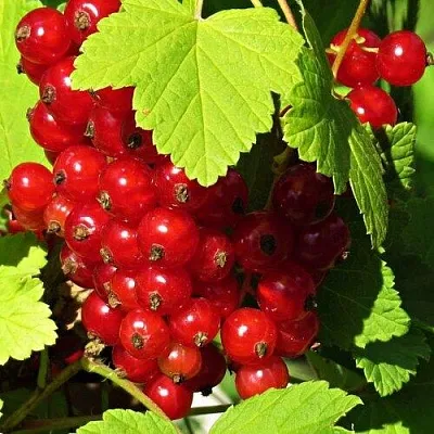 Смородина красная ГАЗЕЛЬ  Смородина красная ГАЗЕЛЬ в Красноярске