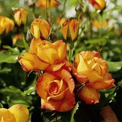 Саженцы роз САХАРА плетистая  Саженцы роз САХАРА плетистая в Красноярске