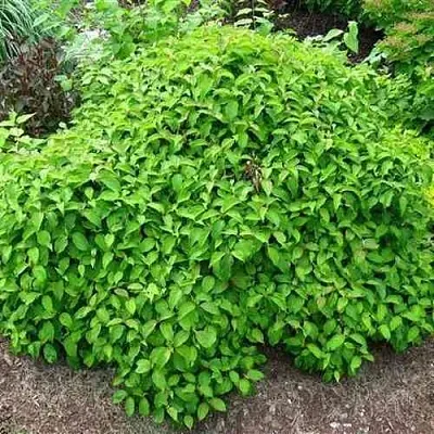 Дерен КЕЛСЕИ шелковистый   Дерен КЕЛСЕИ шелковистый  в Красноярске