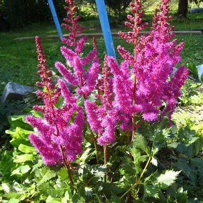 Астильба ЭЛИЗАБЕТ ВАН ВИН японская  Астильба ЭЛИЗАБЕТ ВАН ВИН японская в Красноярске