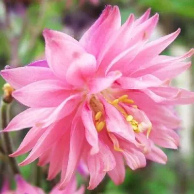 Аквилегия БАРЛОУ ПИНК гибрид МакКаны в Красноярске