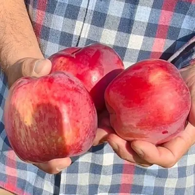 саженцы яблони