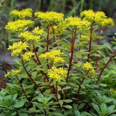 Очиток (седум) ИММЕРГРЮНХЕН  Очиток (седум) ИММЕРГРЮНХЕН в Красноярске