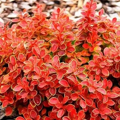 Барбарис КОРАЛ тунберга  Барбарис КОРАЛ тунберга в Красноярске