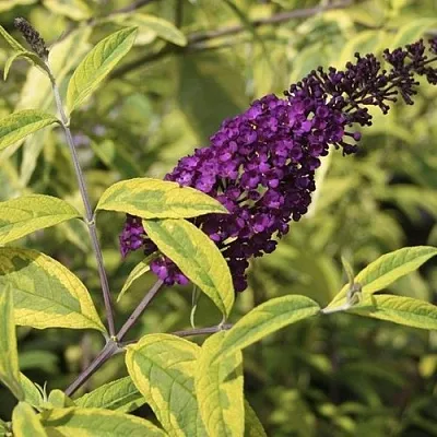 Буддлея давида САНТАНА   Буддлея давида САНТАНА  в Красноярске