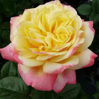 Саженцы роз КОРДЕС ДЖУБИЛИ чайно-гибридная  Саженцы роз КОРДЕС ДЖУБИЛИ чайно-гибридная в Красноярске