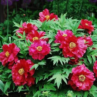 Пион КРАСНЫЙ ЛОТОС древовидный в Красноярске