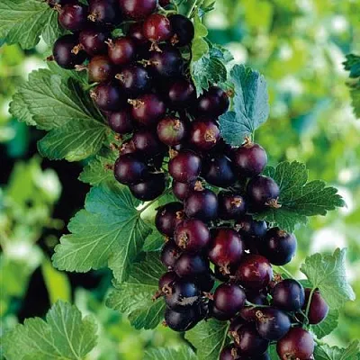 Йошта  Йошта в Красноярске