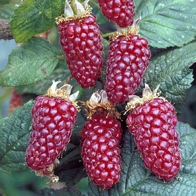 Ежемалина ТАЙБЕРРИ  Ежемалина ТАЙБЕРРИ в Красноярске