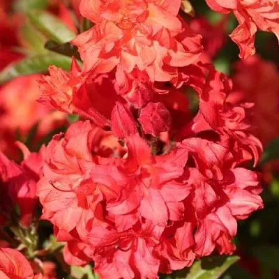 Азалия ФОЙЕРКОПФЕН крупноцветковая  Азалия ФОЙЕРКОПФЕН крупноцветковая в Красноярске