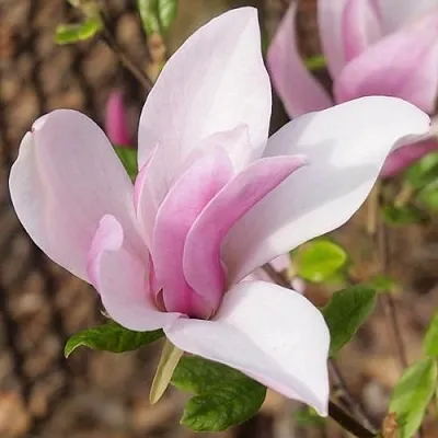 Магнолия БЕТТИ  Магнолия БЕТТИ в Красноярске