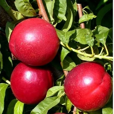 Нектарин ХАРКО  Нектарин ХАРКО в Красноярске