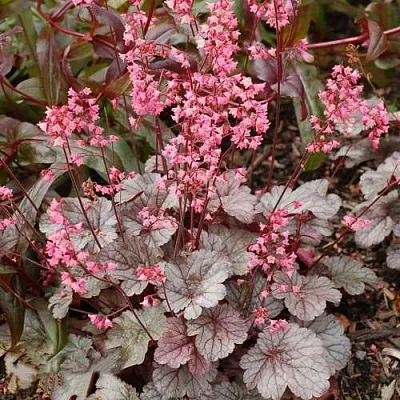 Гейхера МИЛАН  Гейхера МИЛАН в Красноярске