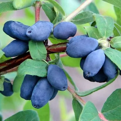 Жимолость съедобная ХОНЕЙ БИ  Жимолость съедобная ХОНЕЙ БИ в Красноярске