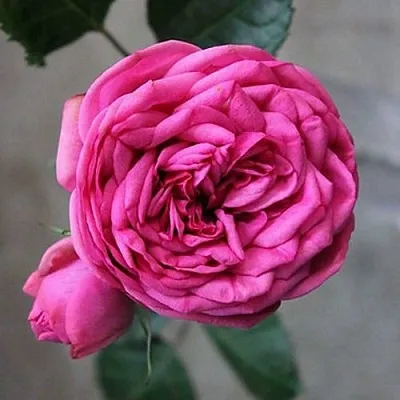 Саженцы роз ПИНК ПИАНО чайно-гибридная  Саженцы роз ПИНК ПИАНО чайно-гибридная в Красноярске