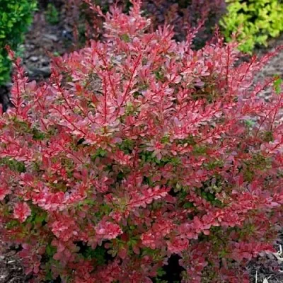 Барбарис ГОЛДЕН РИНГ тунберга  Барбарис ГОЛДЕН РИНГ тунберга в Красноярске