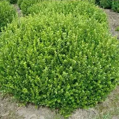 Самшит ФОЛКНЕР  Самшит ФОЛКНЕР в Красноярске