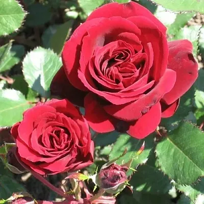 Саженцы роз ИЗАБЕЛЬ РЕНЕССАНС шраб  Саженцы роз ИЗАБЕЛЬ РЕНЕССАНС шраб в Красноярске