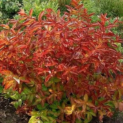 Вейгела ОГНЕННЫЕ КРЫЛЬЯ  Вейгела ОГНЕННЫЕ КРЫЛЬЯ в Красноярске