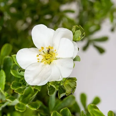 Лапчатка СНОУБЕРД кустарниковая  Лапчатка СНОУБЕРД кустарниковая в Красноярске