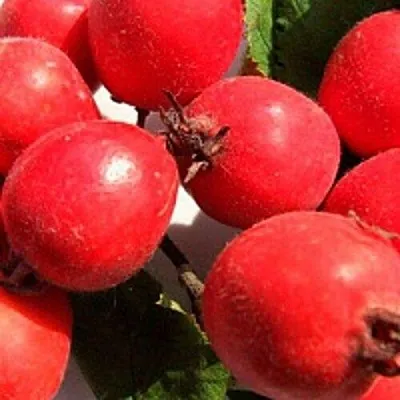 Боярышник КРУПНОПЛОДНЫЙ  Боярышник КРУПНОПЛОДНЫЙ в Красноярске