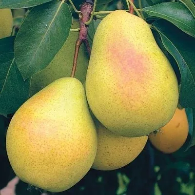 Груша МЛИЕВСКАЯ РАННЯЯ  Груша МЛИЕВСКАЯ РАННЯЯ в Красноярске