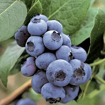 Голубика ПАТРИОТ  Голубика ПАТРИОТ в Красноярске